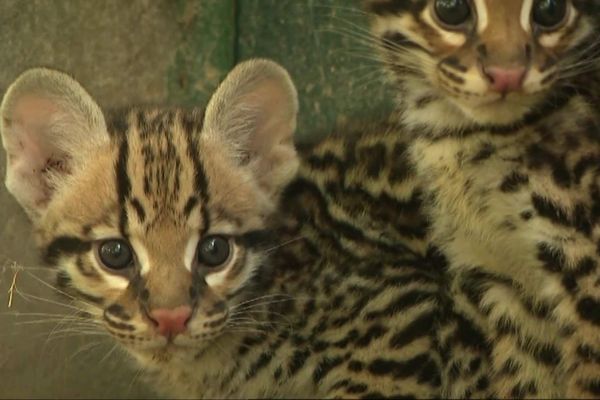 Deux bébé ocelots sont nés à Fitilieu dans le parc zoologique du Domaine des Fauves le 6 juillet dernier 