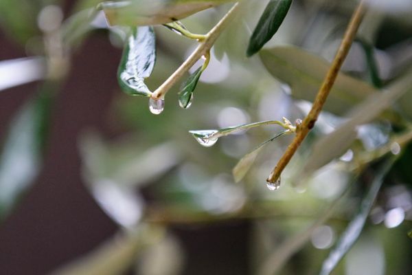 Pluie au rendez-vous ce jeudi