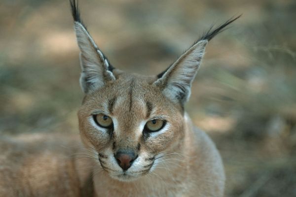 Samedi 15 février un caracal a été capturé dans un jardin de Pietrosella. Une enquête est ouverte. 