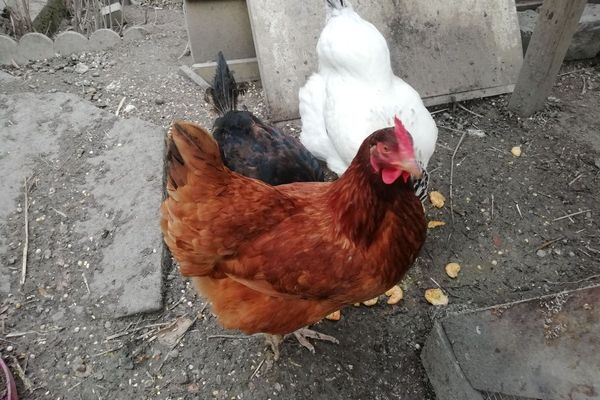 A Riom, près de Clermont-Ferrand, les poules Cotcot, Jackpot, et Blanche-Neige font le bonheur de la famille Mattely.