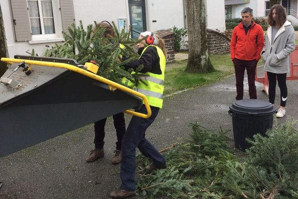 Opération broyage pour les sapins 