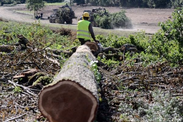 Le déboisement avance sur le site