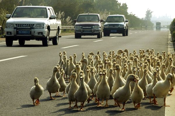 Il n'y a pas que sur les axes du Maine-et-Loire que les canards mènent des opérations escargot. Ici, des palmipèdes traversent une autoroute sur l'île d'Hainan, au sud de la Chine.