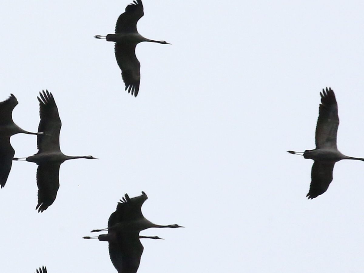 Decouvrez La Migration Des Oiseaux Sauvages En Bourgogne Franche Comte