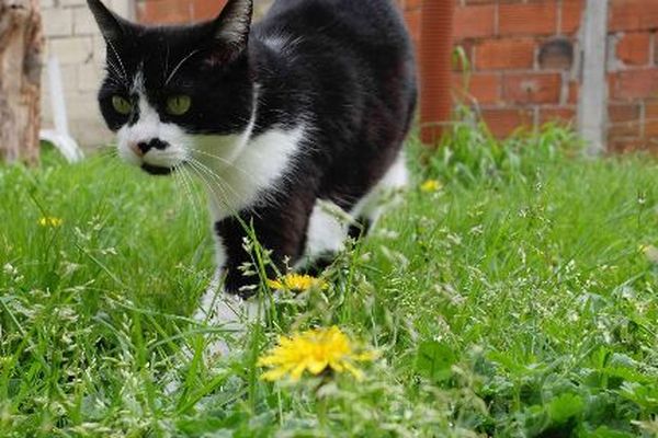 La Petite Faune Sauvage Menacee Par Les Chats Domestiques