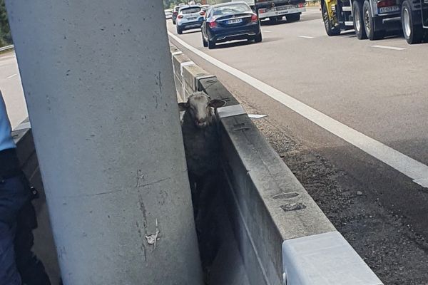 Sur place, les gendarmes du peloton motorisé de Malataverne ont récupéré l’animal pour le transmettre à la SPA.