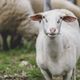 La fièvre catarrhale ovine de sérotype 3 est aux frontières de la France, elle est particulièrement mortelle pour les ovins mais elle touche aussi les bovins.