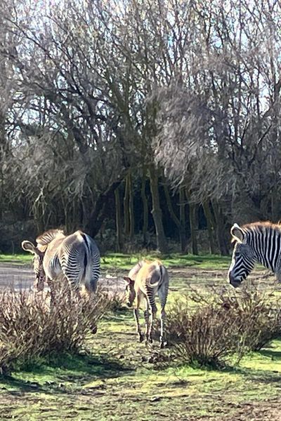 Avec 140 espèces, la réserve de Sigean joue un rôle clé dans la conservation des animaux.