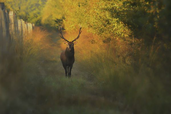 Les dates varient en fonction des régions, mais généralement la période du brame s'étend de la fin août jusqu'à début octobre.