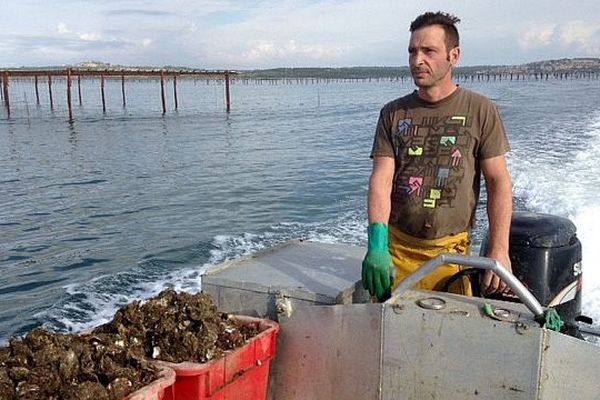 Leucate (Aude) - les ostréiculteurs au travail sur l'étang - octobre 2015.