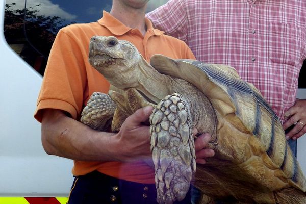 Cette tortue sillonnée pèse 17,5 kilos