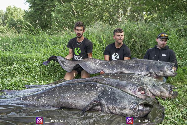 La pêche miraculeuse : quatre gros silures d'un coup !