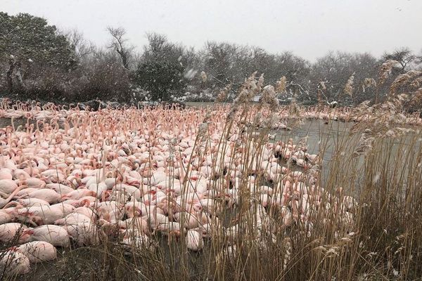 des flamants roses dans la réserve de Pont de Gau