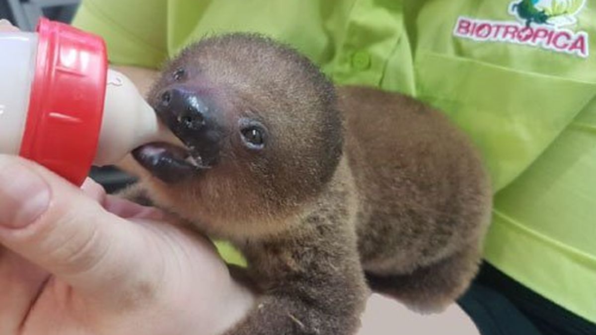 Val De Reuil 27 Bebe Paresseux Le Nouveau Protege De Biotropica