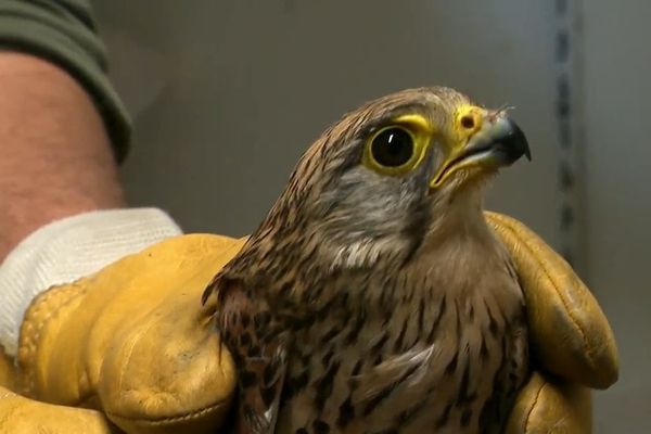 Situé en Isère, le Tichodrome est une structure qui accueille aussi bien les oiseaux que les mammifères blessés.