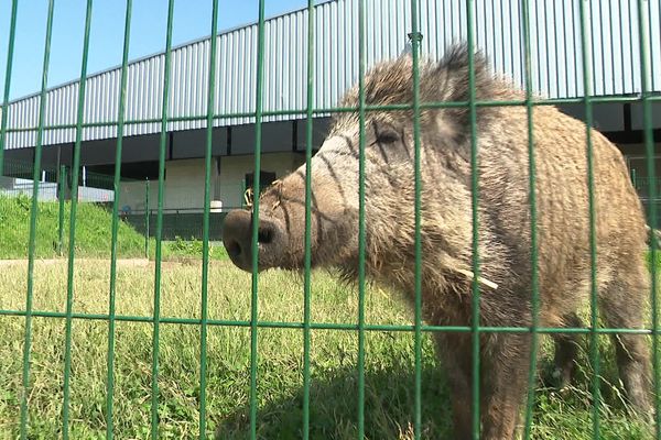 Toto, le sanglier apprivoisé par une famille arrageoise, sera transporté vers son nouvel habitat dans le parc de Charleville-Mézières, dans les Ardennes, avant le 15 août 2024.