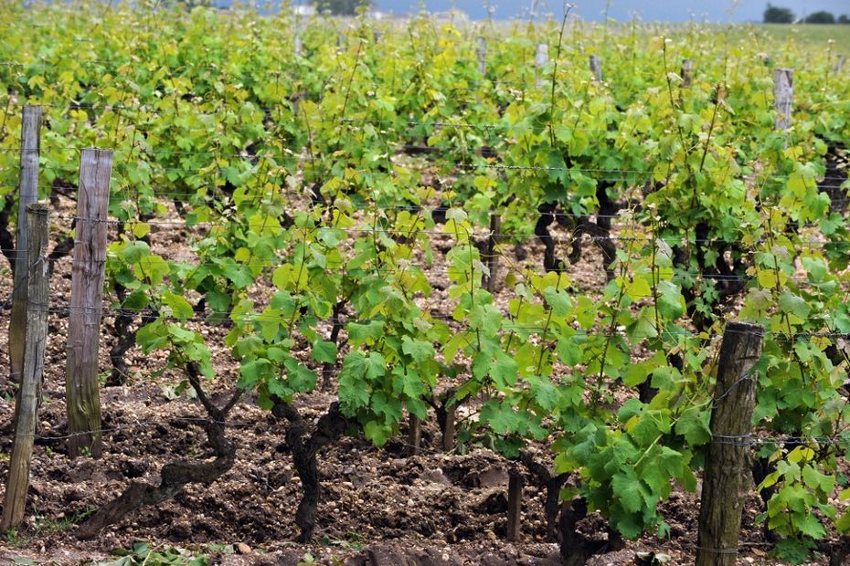 Future generations point the finger at the wine growers of Gironde, the biggest French buyers of pesticides