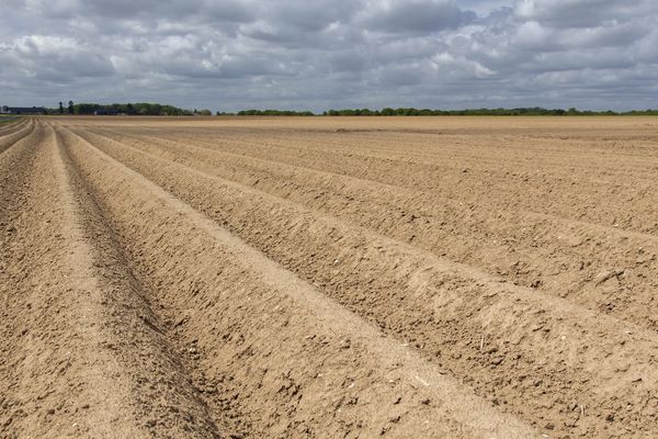 Une parcelle de pommes de terre dans la Somme (photo d'illustration).