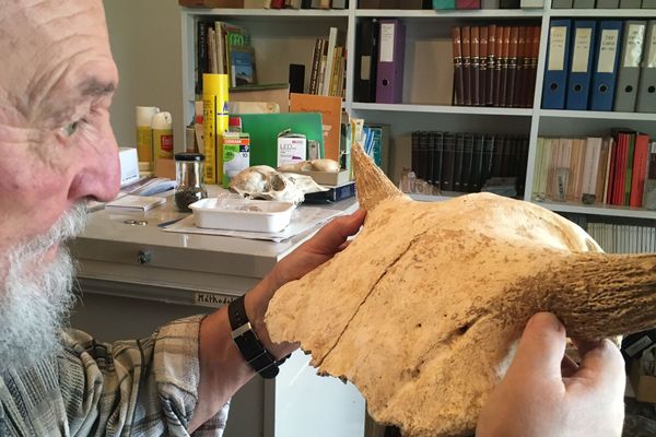 Louis Chaix est un archéologue heureux ! Entre ses mains, le crâne d'un bison préhistorique...