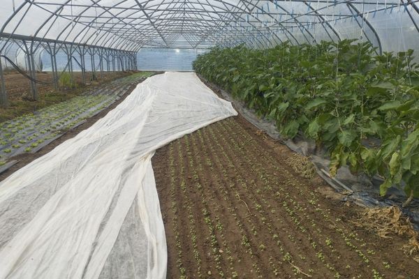 Des voilages et des serres bouclées contre le froid sur les semis