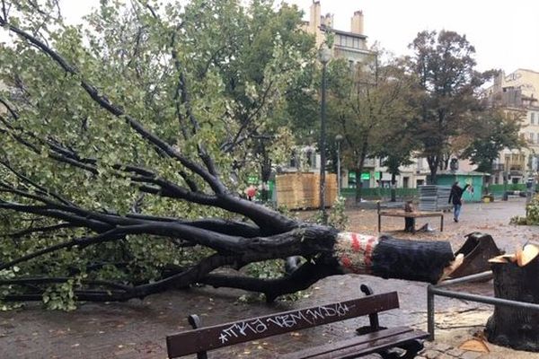 Arbre abattu quartier de la plaine