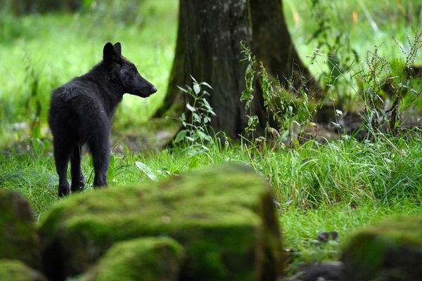 La présence "sporadique " du loup a été relevée ans le Puy-de-Dôme. (Photo d'illustration)