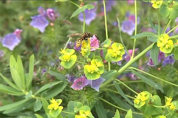 Un lieu de vie pour les insectes menacés