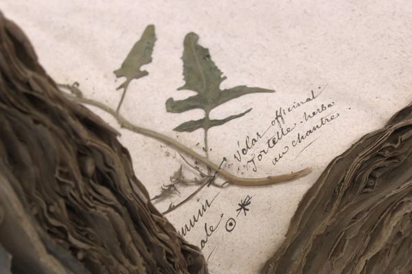 Détail d'une des 500 planches de l'herbier où chaque plante est accompagnée de son nom en latin, mais aussi en français.