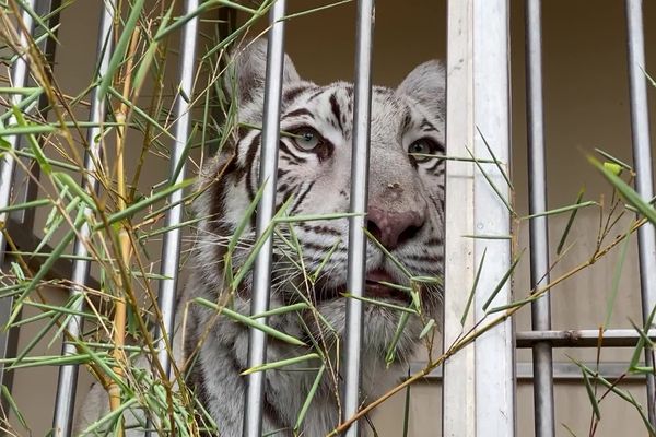 Tigresse recueillie le 21 août 2024 au Zoo-refuge de la Tanière - Nogent-le-Phaye (Eure-et-Loir)