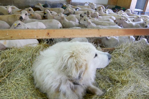 Après une nuit passée dehors à protéger les brebis, le patou se repose au moment de la traite.