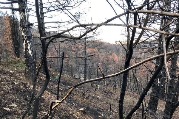 Sur les hauteurs de la commune de Monze près de Carcassonne, les stigmates de l'incendie sont toujours visibles. 