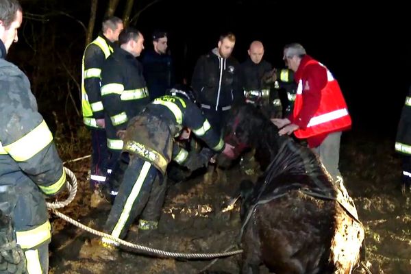 Au terme de l'opération, le cheval était épuisé.