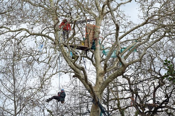 Les arbres de la forêt de la Crémade (Tarn) ne peuvent plus être coupés avant septembre 2024.