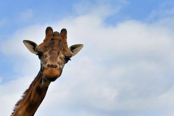 Ce matin, la girafe du zoo de Maubeuge vous salue et vous souhaite une belle journée.