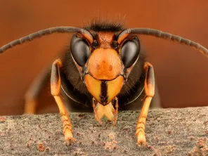 Un frelon asiatique photographié en gros plan, identifiable grâce à ses pattes jaunes.