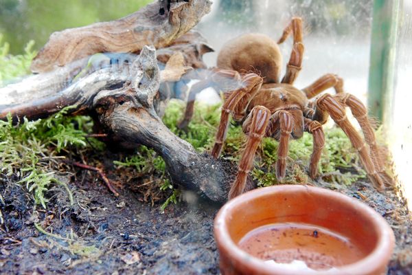 Importante saisie d'animaux protégés, un trafic démentelé entre la Guyane et l'Alsace.