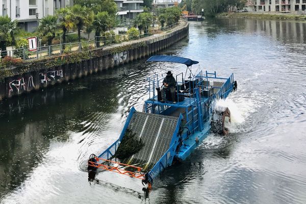 La faucardeuse en action à Rennes