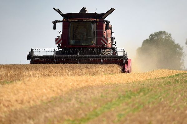 Les grandes cultures, comme ici à La Tranclière dans l'Ain, permettent aux agriculteurs de tirer des revenus plus importants.