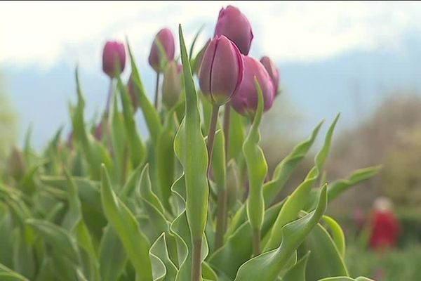 Des tulipes du champ de la Tronche. Les fonds récoltés grâce à leur vente permettront de financer les dispositifs nécessaires au bien-être de l'enfant atteint d'un cancer, mercredi 3 avril 2019.