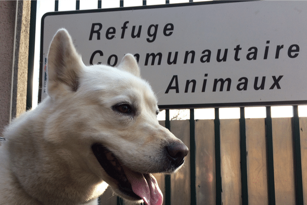 Séance d'éducation canine à la SPA d'Arpajon-sur-Cère