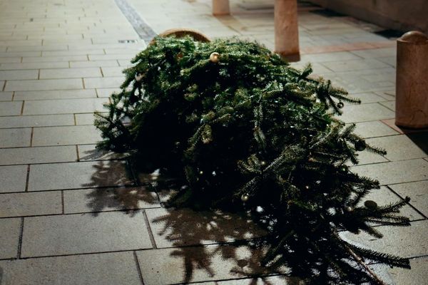 Recycler son sapin de noël