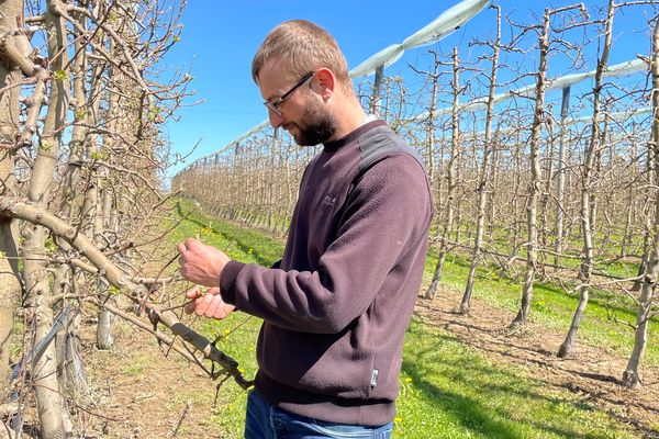 Loïc Kammerer dans son verger. Éveillé depuis 2 h du matin, constate que les bourgeons sont viables, en fin de matinée.  -3• au lever du jour, heureusement loin du seuil critique de moins 6•, un seuil qui peut provoquer jusqu’à 90 % de dégâts.