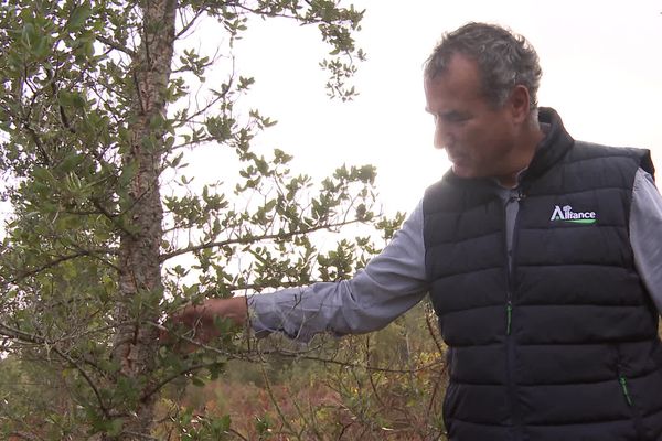 Ce chêne a pris de l'ampleur en douze ans à l'arboretum du massif des Landes de Gascognes