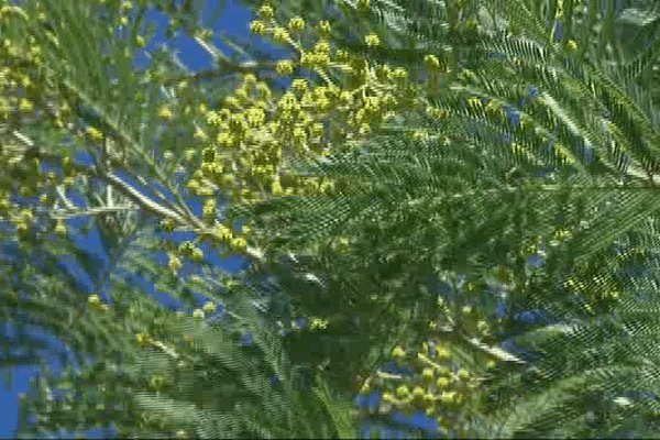 La coupe des branches de mimosa a débuté dans les Pyrénées-Orientales.