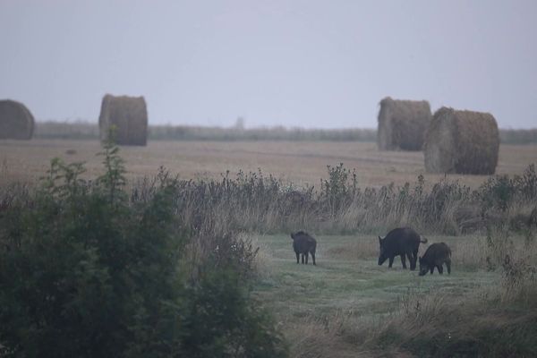 Face aux dégâts croissants causés par les sangliers, les chasseurs revoient le système d'indemnisation des agriculteurs.