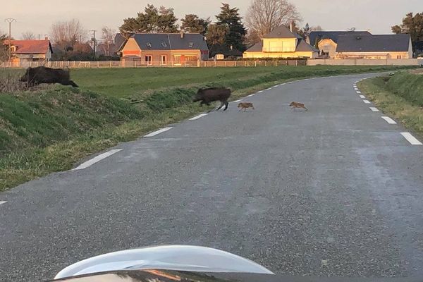 Les sangliers ont traversé la route à quelques mètres seulement de la voiture.