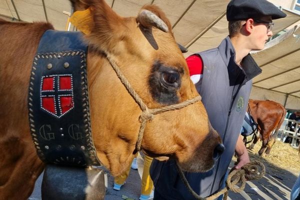 Les vaches à l'honneur de la descente des Alpages, ce samedi 9 octobre à Grenoble.