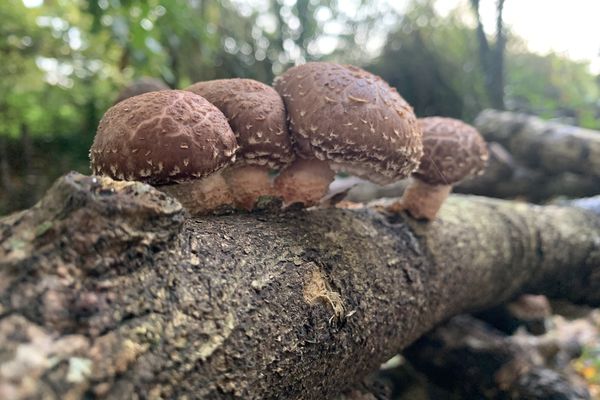 Le shiitaké est un champignon asiatique, l'un des plus consommés au monde.