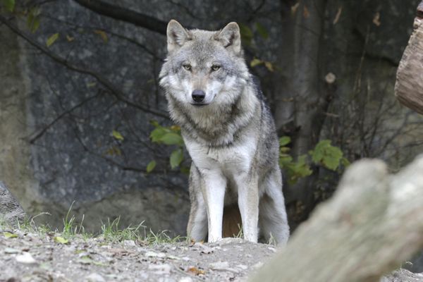 Un loup gris le 19 octobre 2013 au zoo d'Innsbruck (Autriche).