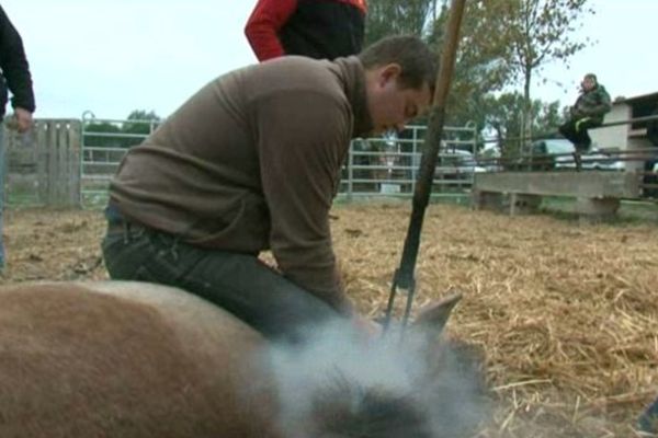 Le marquage s'effectue avant le sevrage de l'animal